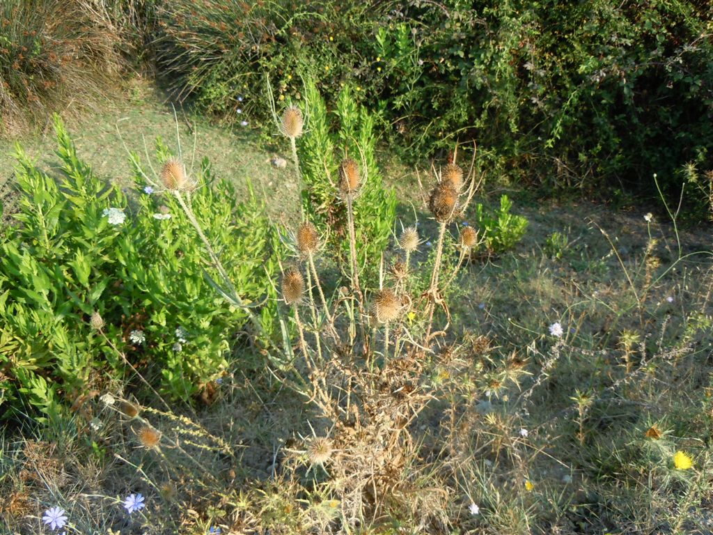 Dipsacus fullonum